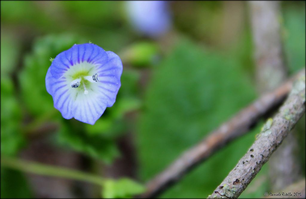 Veronica persica
